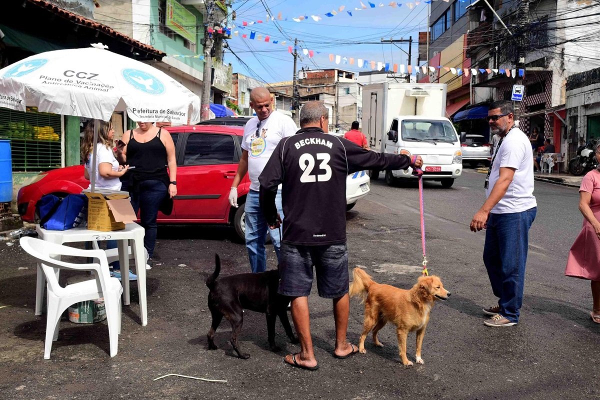 Salvador supera meta nacional e vacinação antirrábica atinge 102,5% de cobertura - 