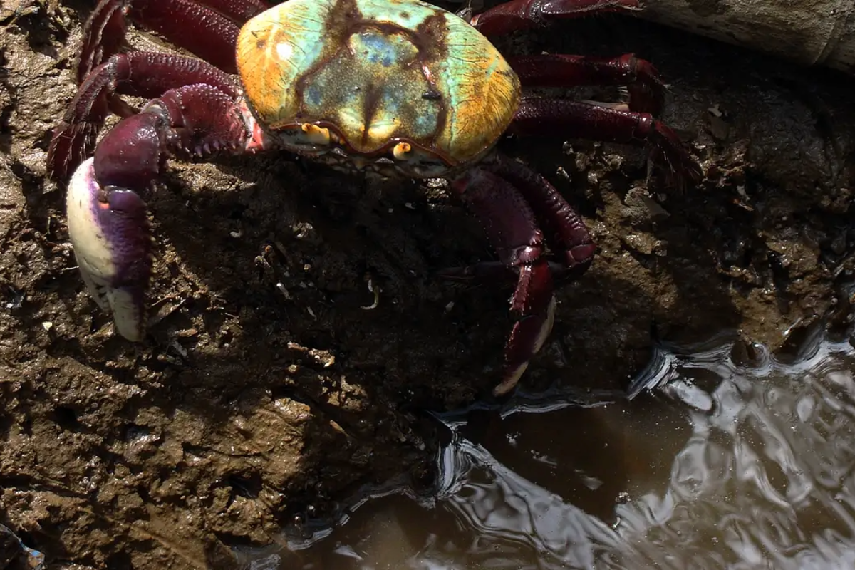 Defeso do caranguejo-uçá em 2026 começa neste domingo e atinge a Bahia e mais dez estados - 