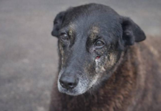 Caso do cão Orelha impulsiona projetos no Senado para endurecer punição contra maus-tratos a animais - 